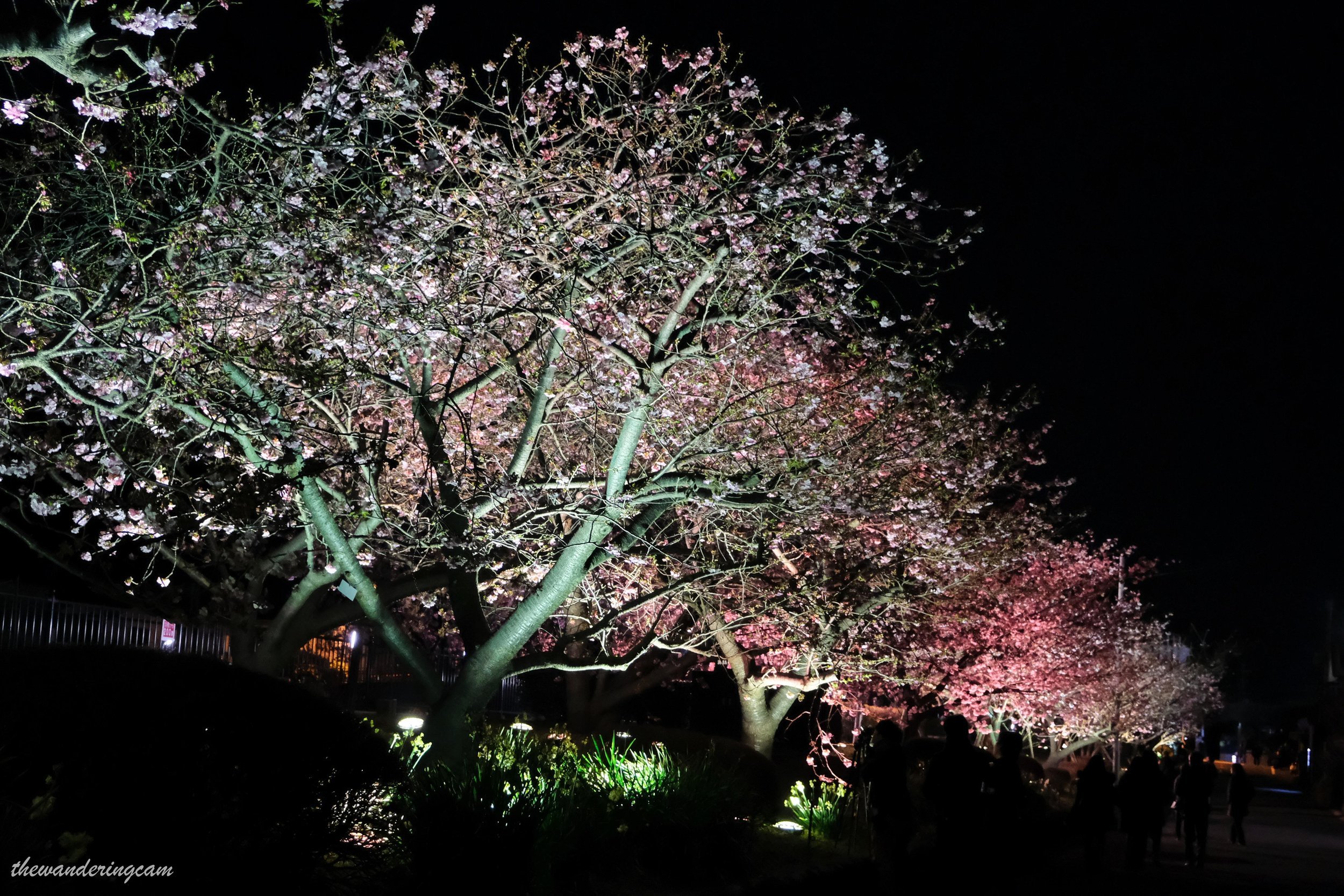 🌸 가와즈 벚꽃 축제 (카와즈자쿠라 마츠리) 이미지 4